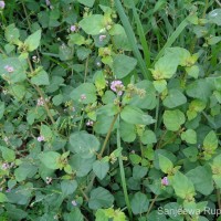 Boerhavia diffusa L.